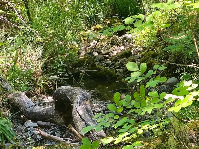 a backyard of a house with lots of green space