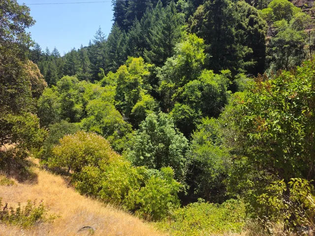 a view of a garden with plants