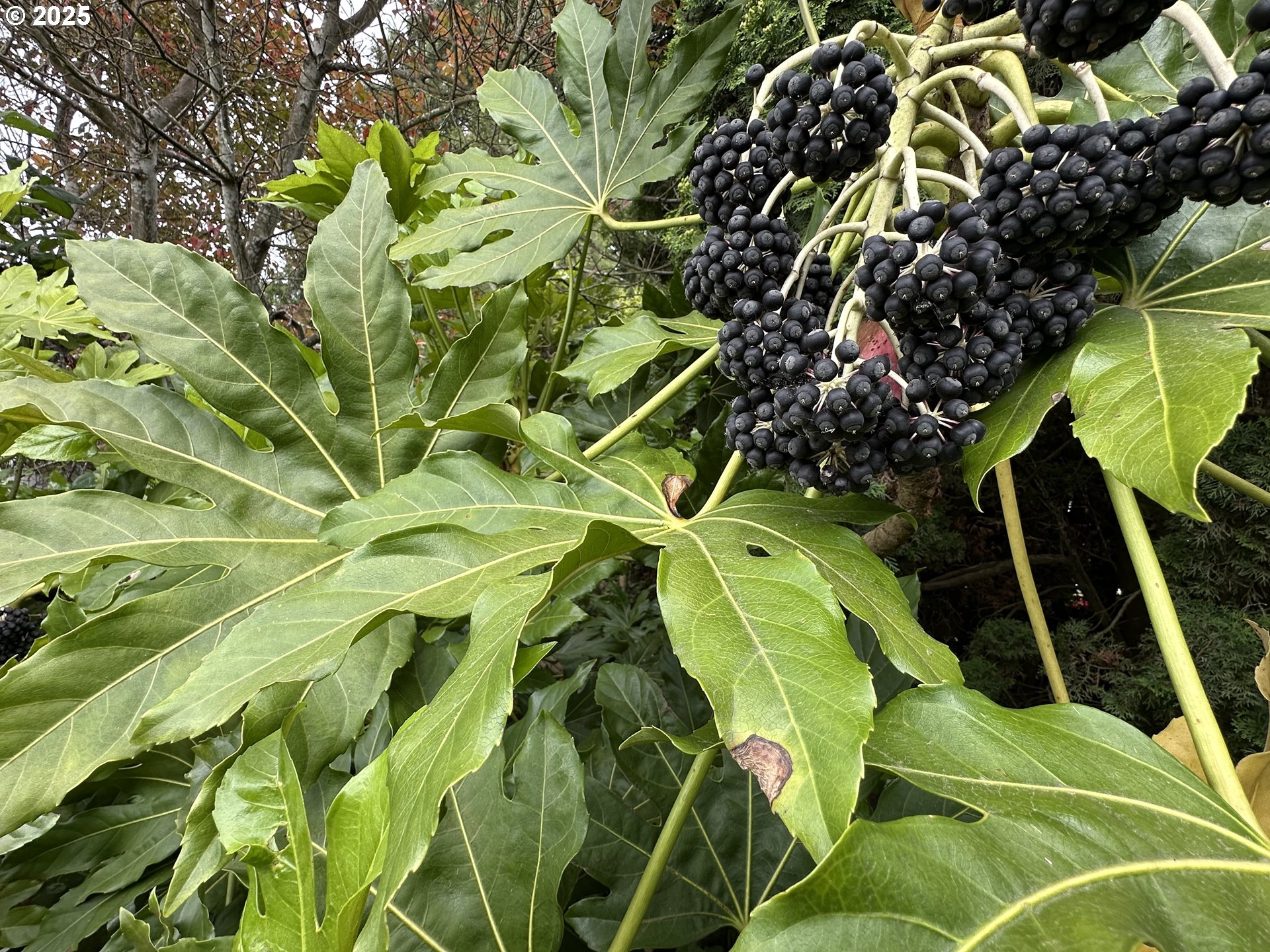 1400 Candlelight Drive, Unit 99 Eugene, OR 97402 - Photo 13 of 14