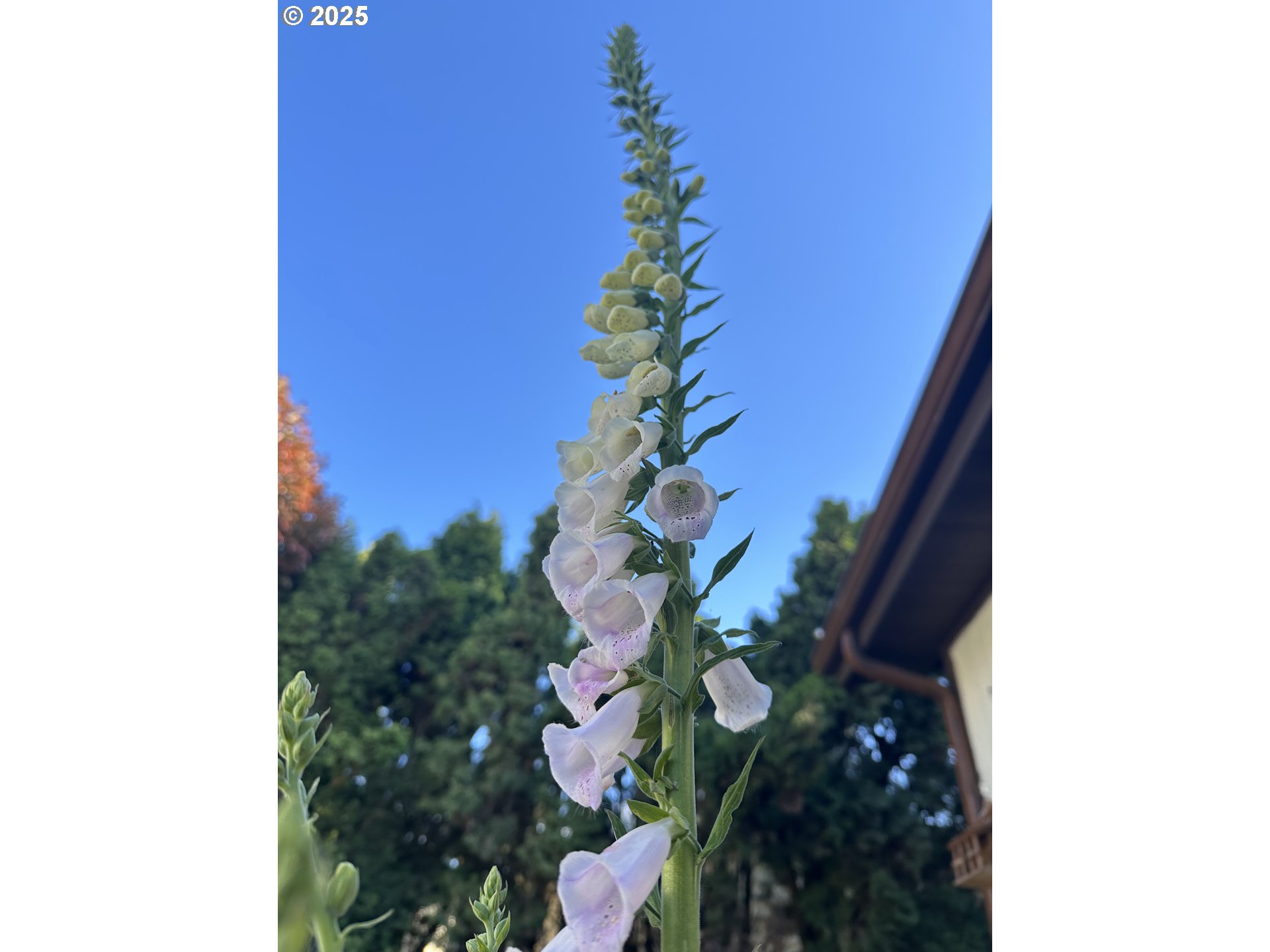 1400 Candlelight Drive, Unit 99 Eugene, OR 97402 - Photo 14 of 14