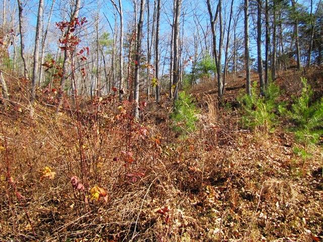 Blankenship Road Peterstown, WV 24963 - Photo 4 of 8 Gallery Image 4