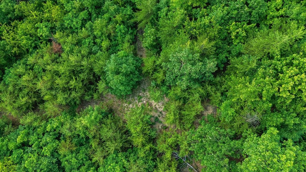 Tbd Calf Mountain Road Waynesboro, VA 22980 - Photo 30 of 36