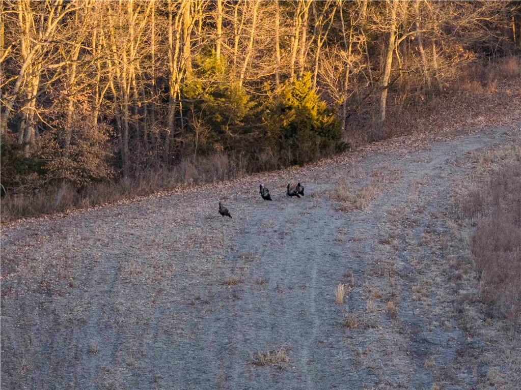 0 Brown Road Rushville, MO 64484 - Photo 29 of 83