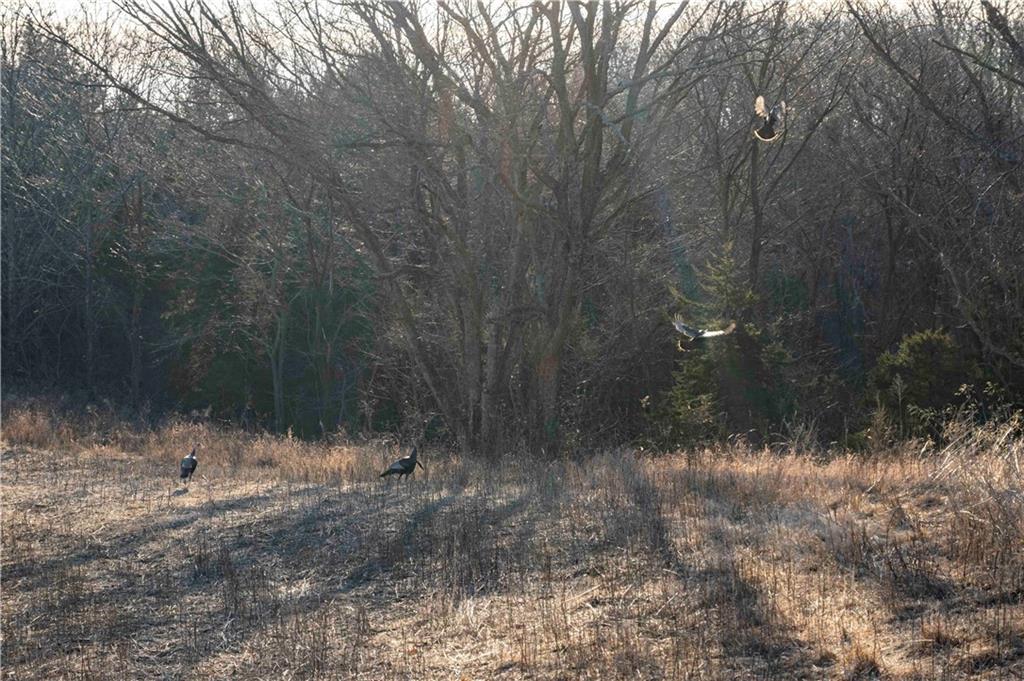 0 Brown Road Rushville, MO 64484 - Photo 65 of 83