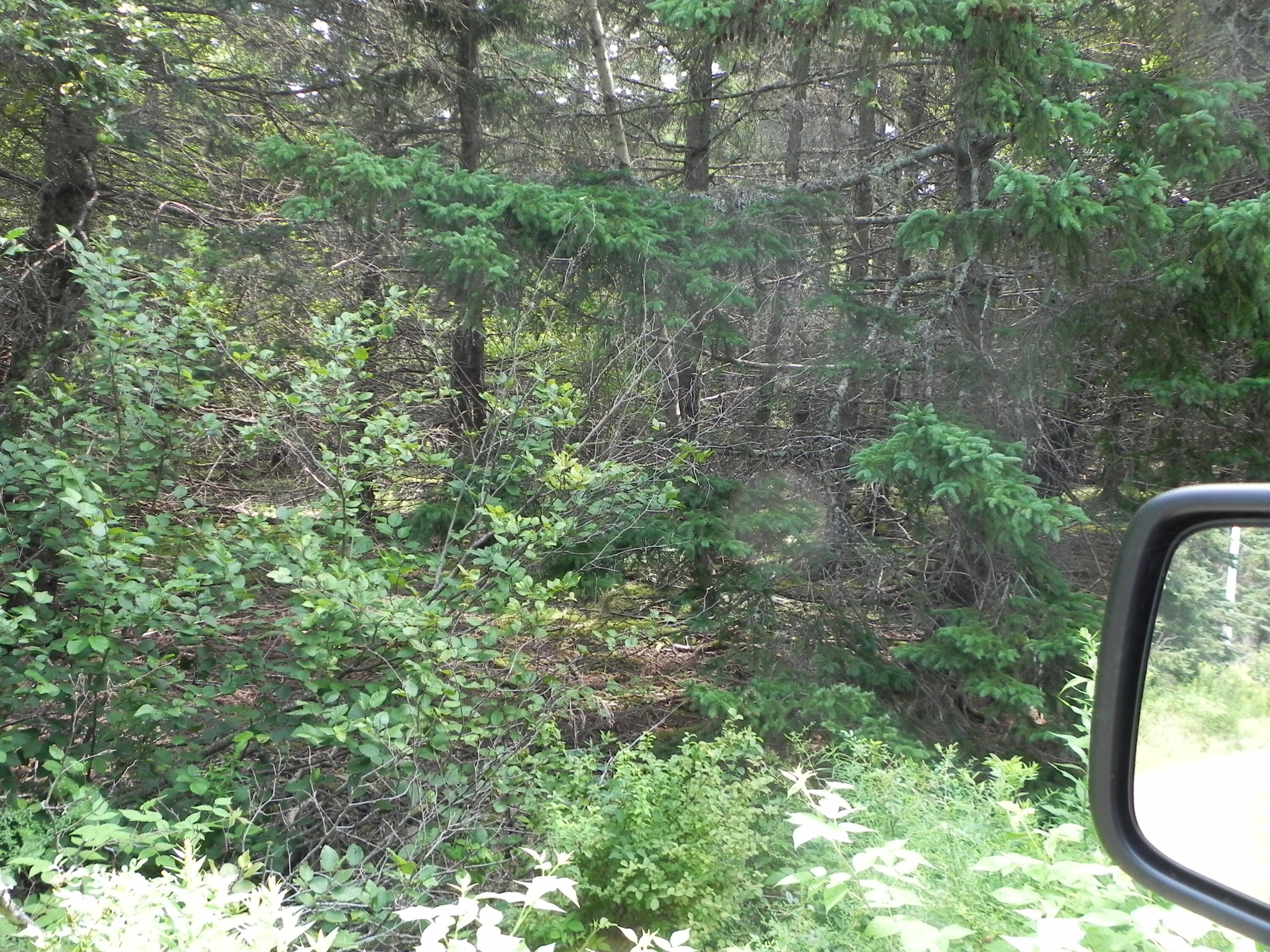 0 Lyons Road Lubec, ME 04652 - Photo 4 of 4 DSCN9660