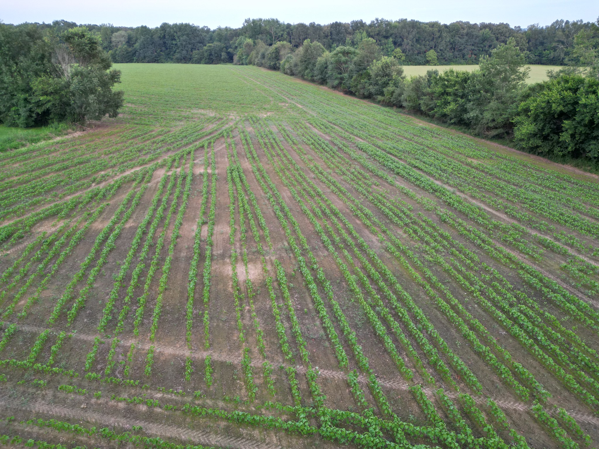 0 Six 6 Mile Board Road Belvidere, TN 37306 - Photo 3 of 3 a view of a yard