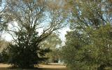 0 Weldon Rd/williams Avenue Yulee, FL 32097 - Photo 1 of 15 a view of forest