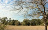 0 Weldon Rd/williams Avenue Yulee, FL 32097 - Photo 13 of 15 a view of a yard