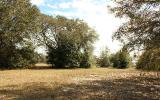 0 Weldon Rd/williams Avenue Yulee, FL 32097 - Photo 2 of 15 a view of yard
