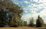 0 Weldon Rd/williams Avenue Yulee, FL 32097 - Photo 4 of 15 a view of a yard
