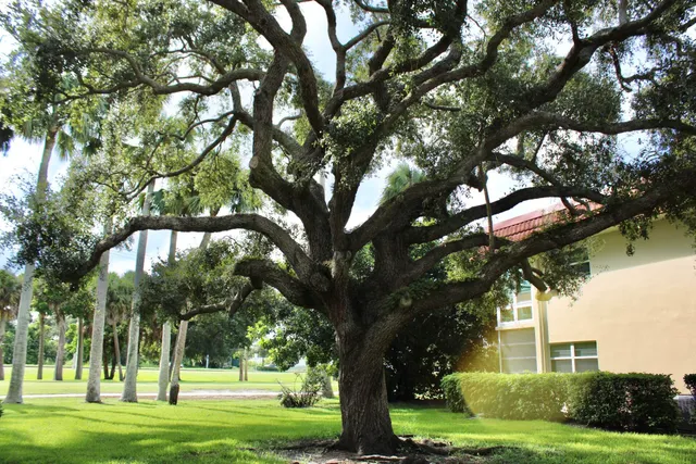 a view of a trees in a yard with palm trees