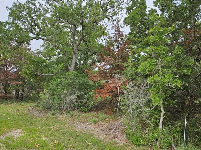 a view of a lush green forest