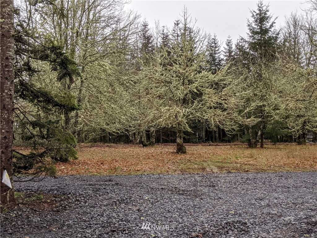 473 Harmon Road Chehalis, WA 98532 - Photo 2 of 15 a view of a yard with a tree