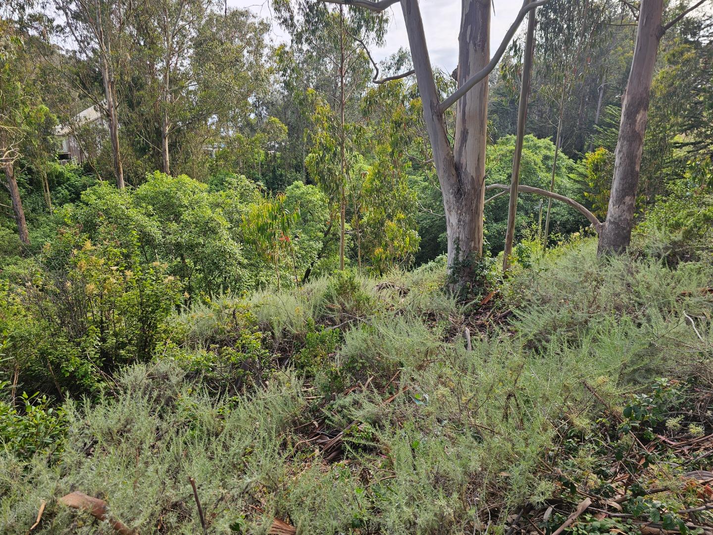 Verde Road Half Moon Bay, CA 94019 - Photo 5 of 6 a view of a forest filled with trees