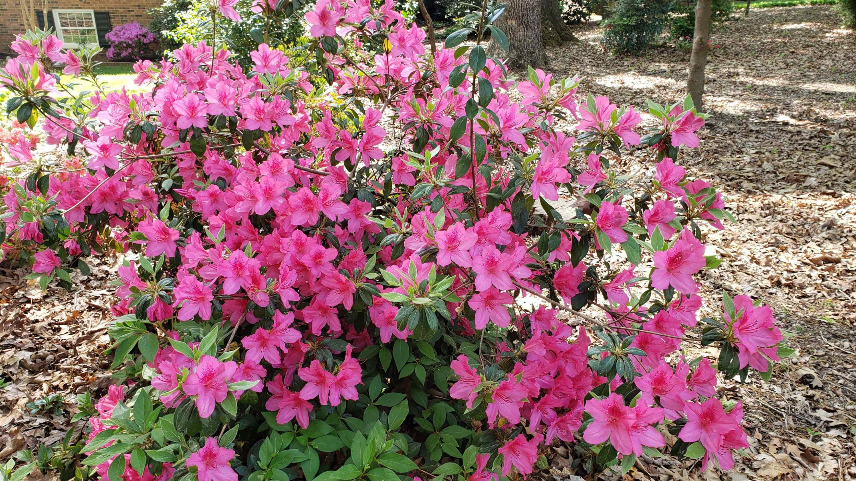 316 Oak Ridge Road Cary, NC 27511 - Photo 67 of 80 Springtime!