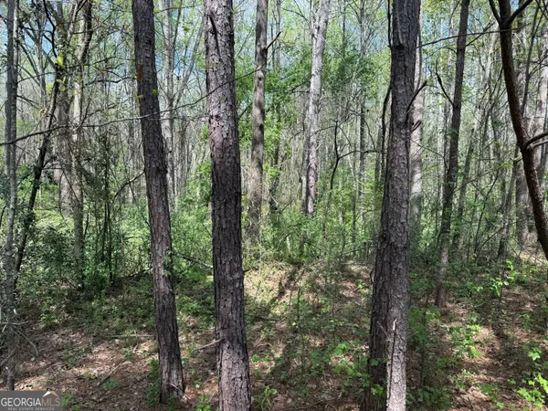 a view of a lush green forest