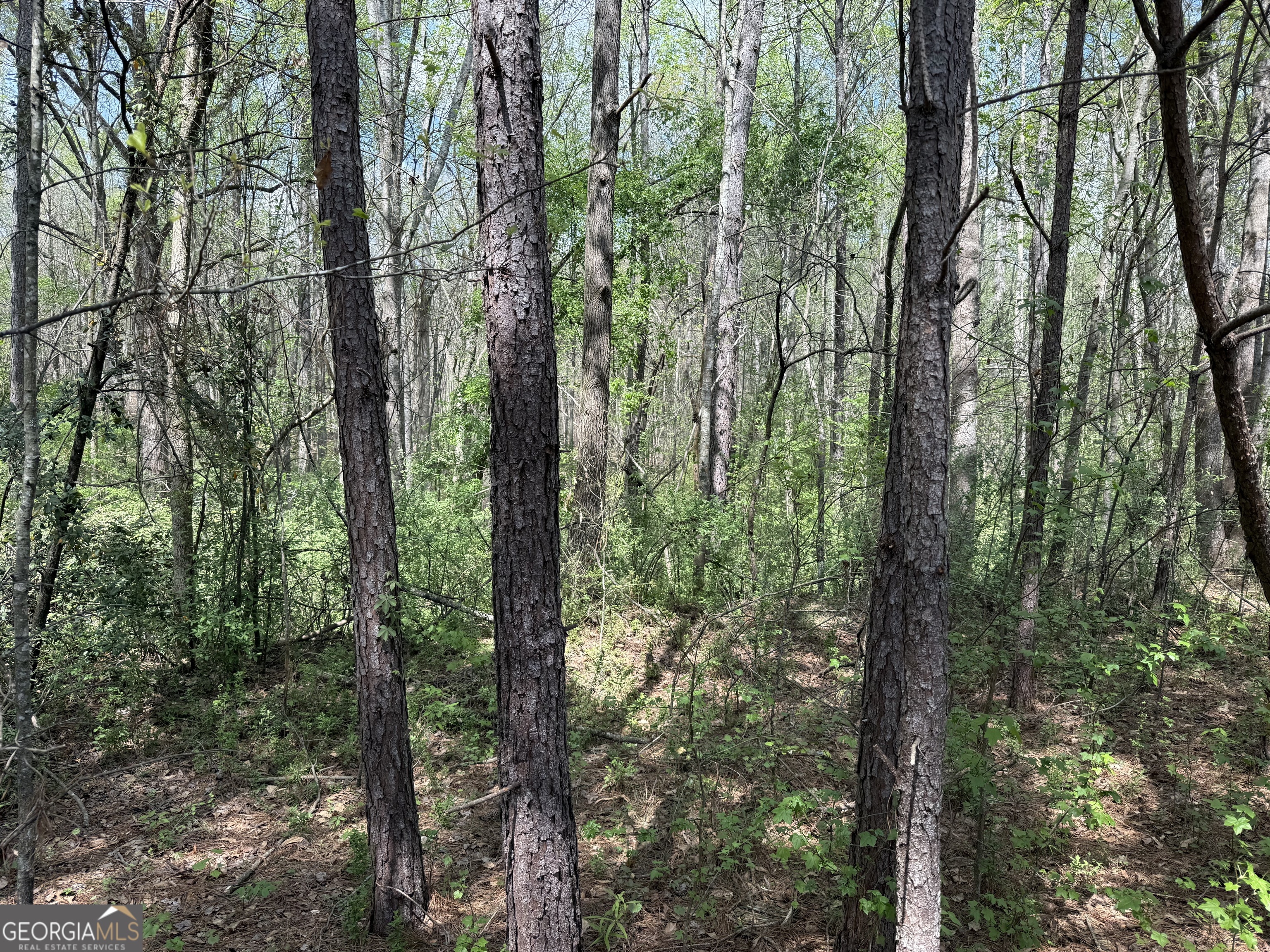 610 East Johnson Street Temple, GA 30179 - Photo 15 of 20 a view of forest