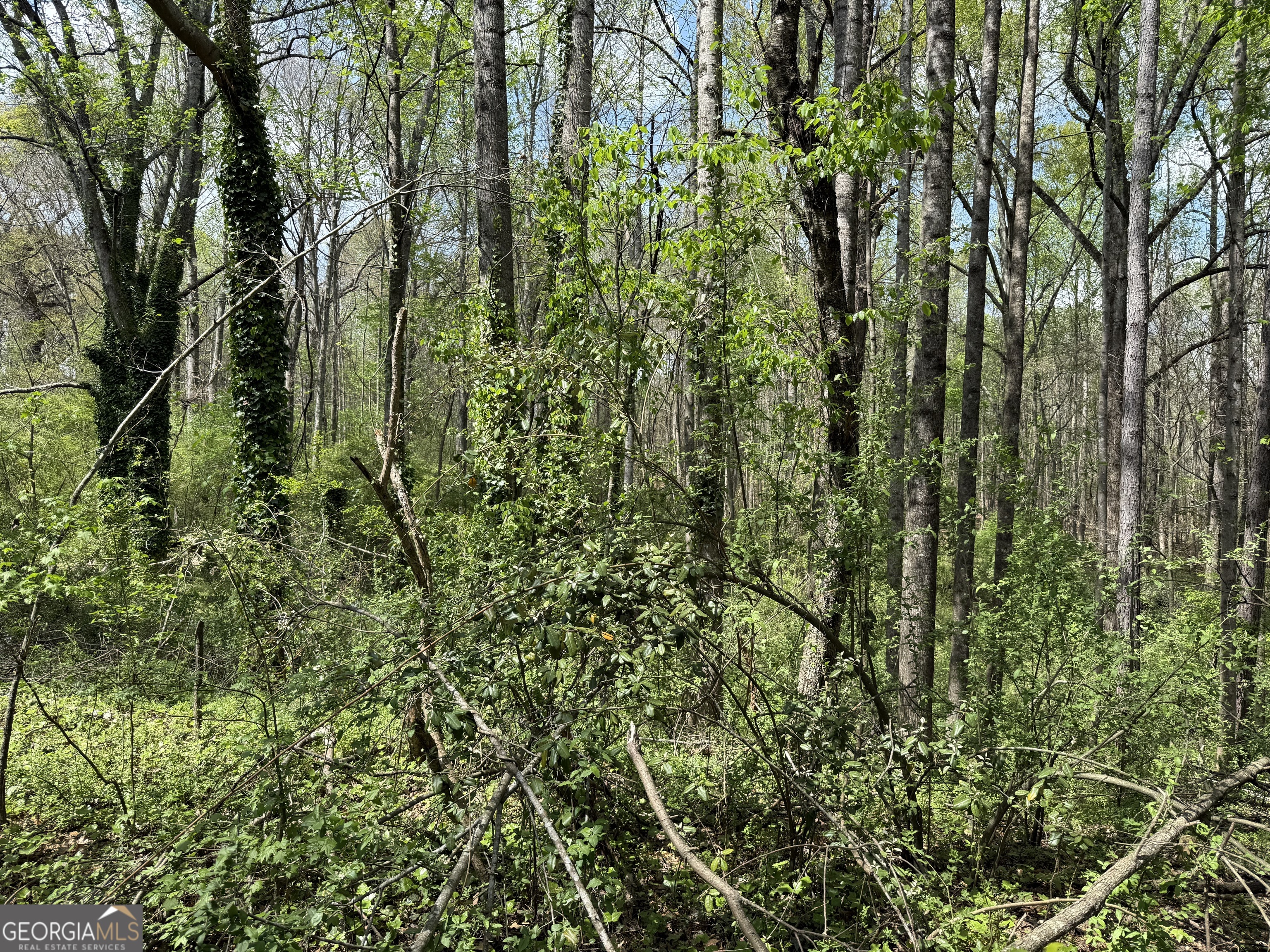 610 East Johnson Street Temple, GA 30179 - Photo 16 of 20 a view of a lush green forest