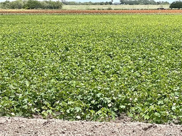 a view of a large body of water and trees