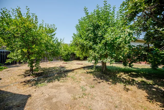 a view of a tree with a yard