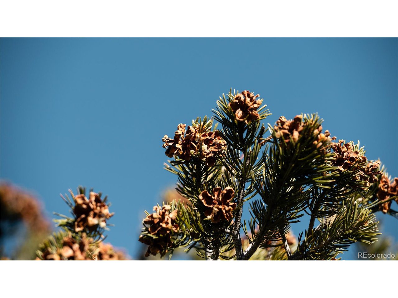 90 Elk Park Road San Luis, CO 81152 - Photo 20 of 34