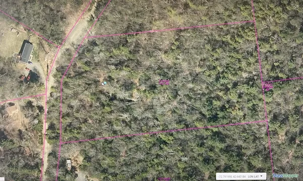 a view of a forest with a tree
