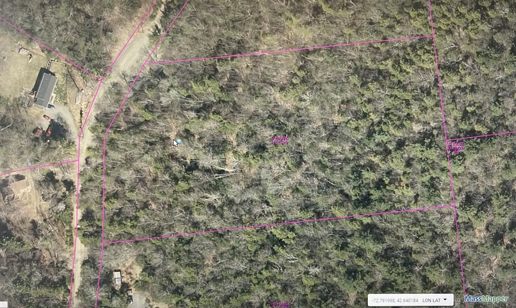 a view of a forest with a tree