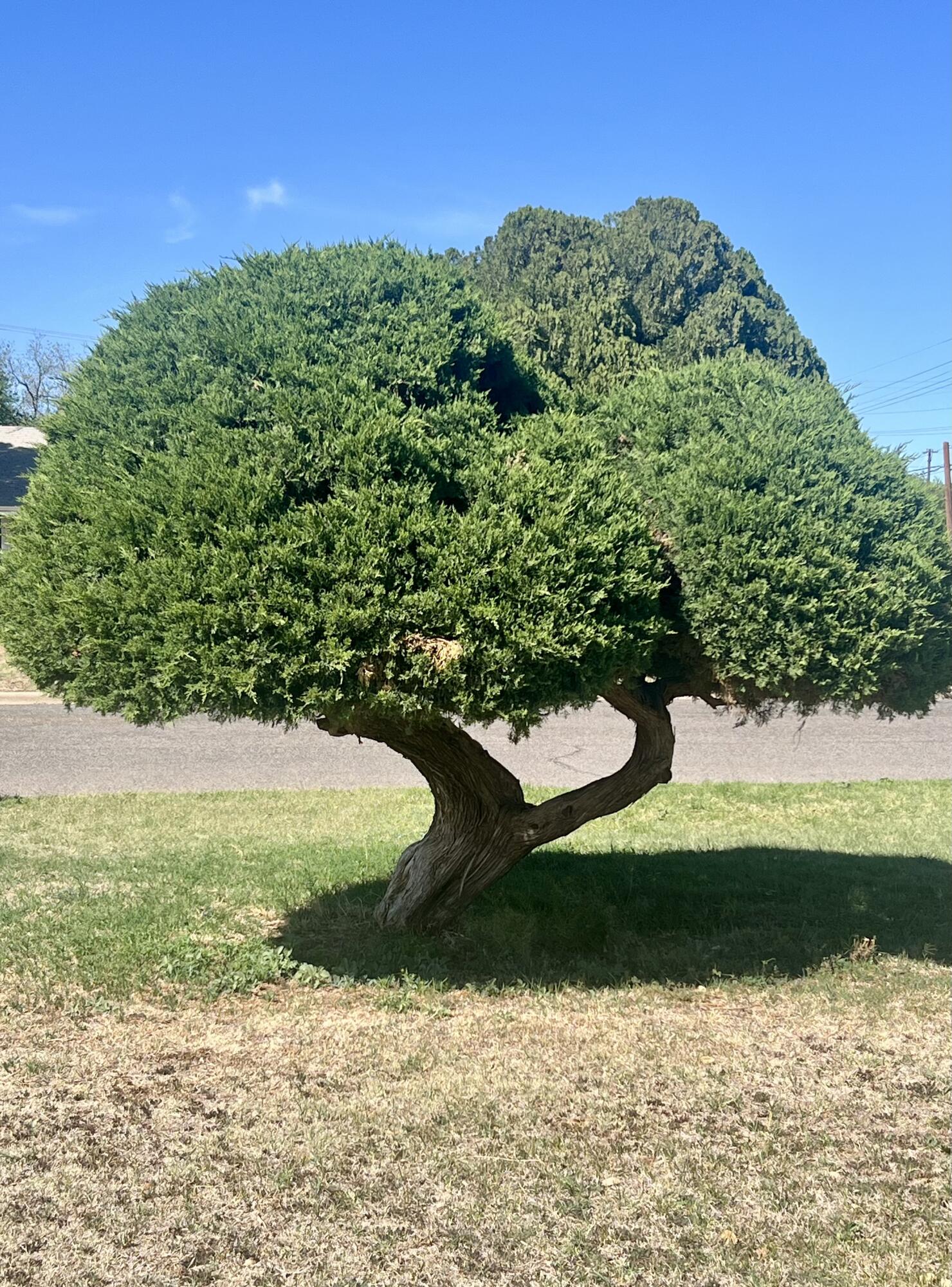 4403 18th Street Lubbock, TX 79407 - Photo 19 of 24 IMG_4348