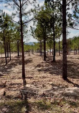 $275,000 | 66 Kisatchie (lot3) Lane, Boyce, LA 71409