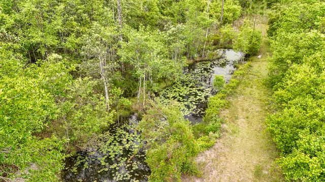 a view of backyard with wooden fence and a large tree