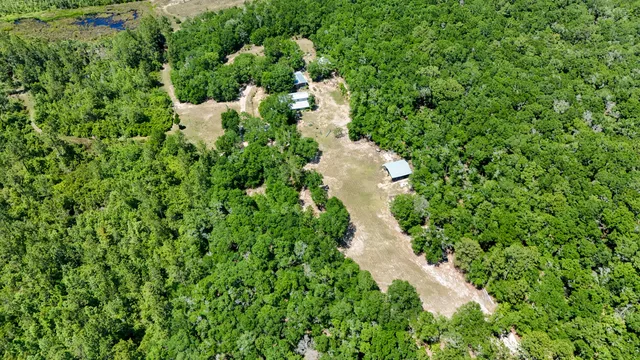 a view of a forest with a tree