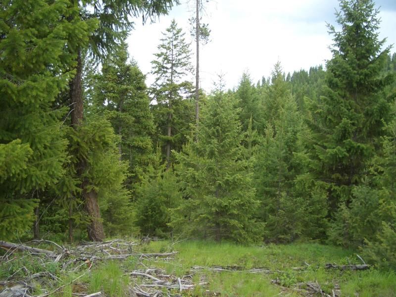 11-xx Middle Basin Road Colville, WA 99114 - Photo 9 of 20