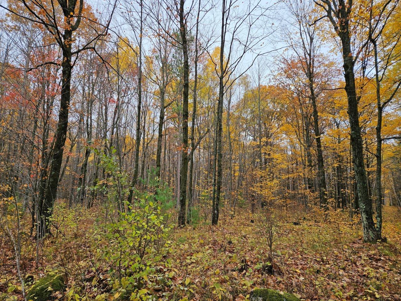 48-acres 48-acres Rifle Road Rhinelander, WI 54501 - Photo 4 of 12 Gallery Image 4