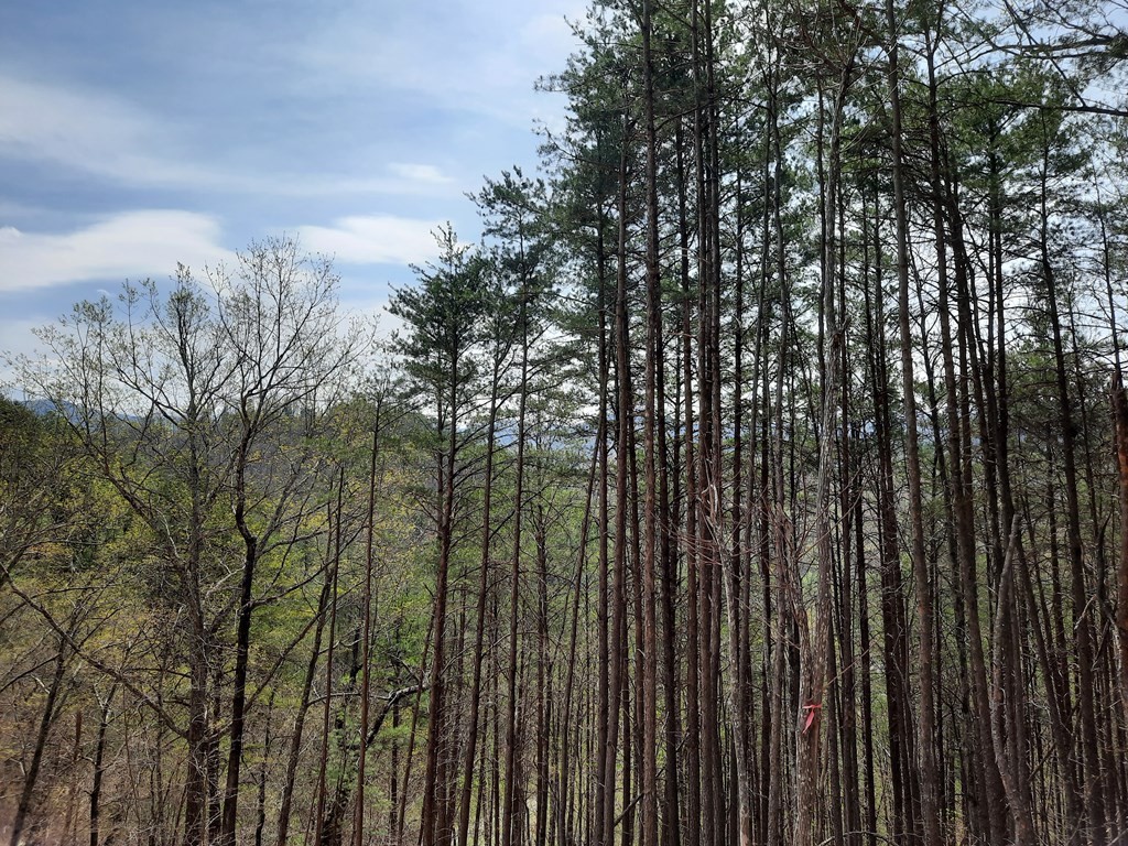 79 Redtail Road Sevierville, TN 37862 - Photo 6 of 7