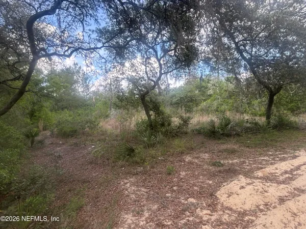 a view of a forest with trees