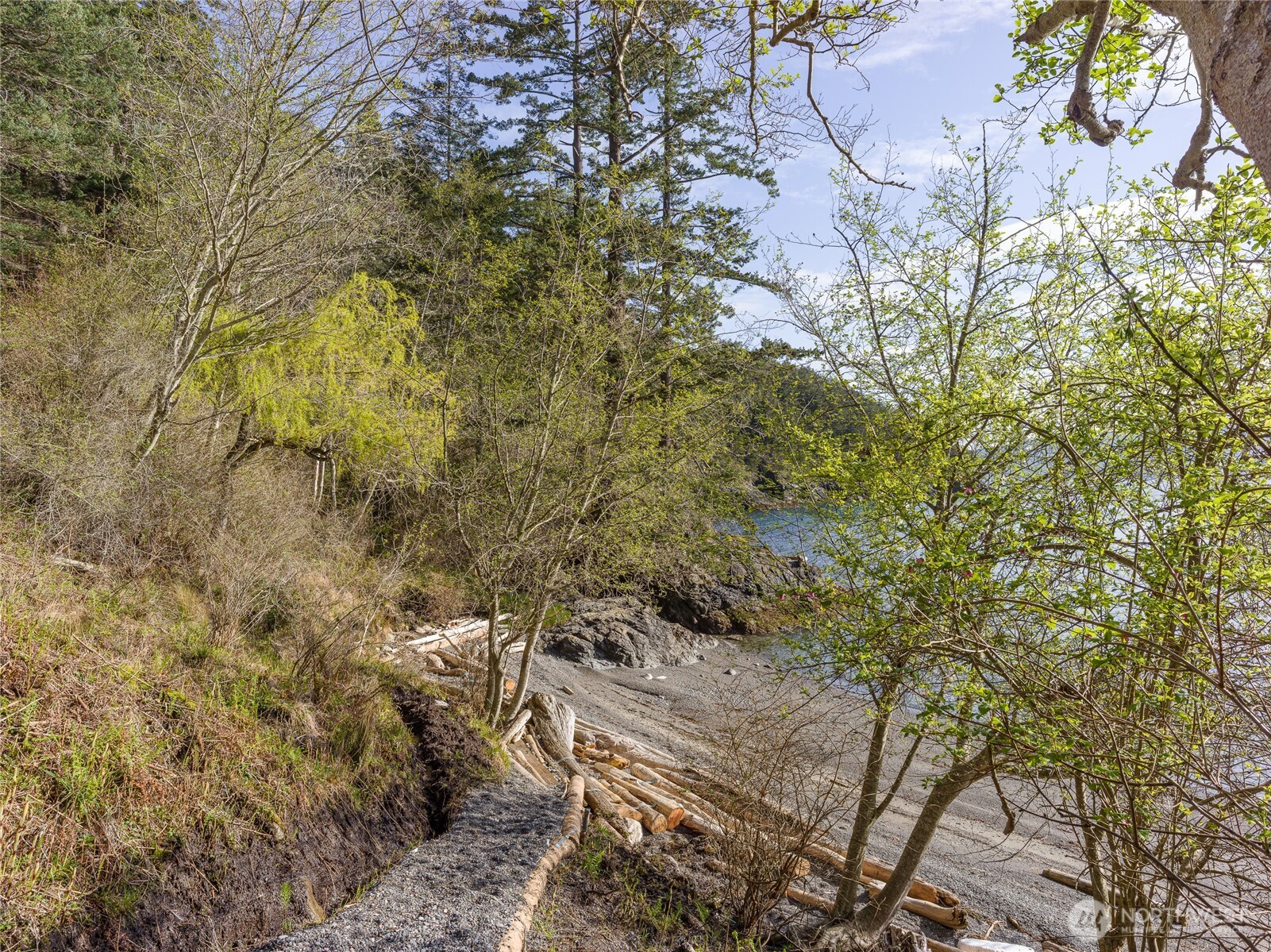 557 Old Sentinel Road Orcas Island, WA 98279 - Photo 12 of 40 a view of a yard with plants and large trees