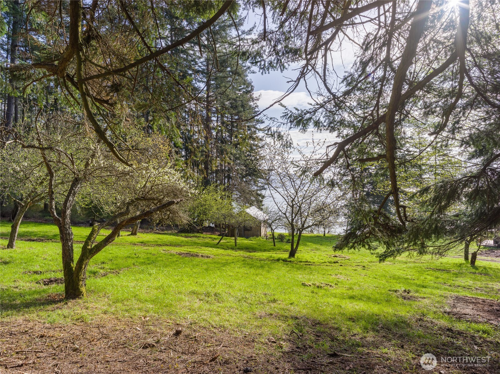 557 Old Sentinel Road Orcas Island, WA 98279 - Photo 31 of 40 a view of yard with trees
