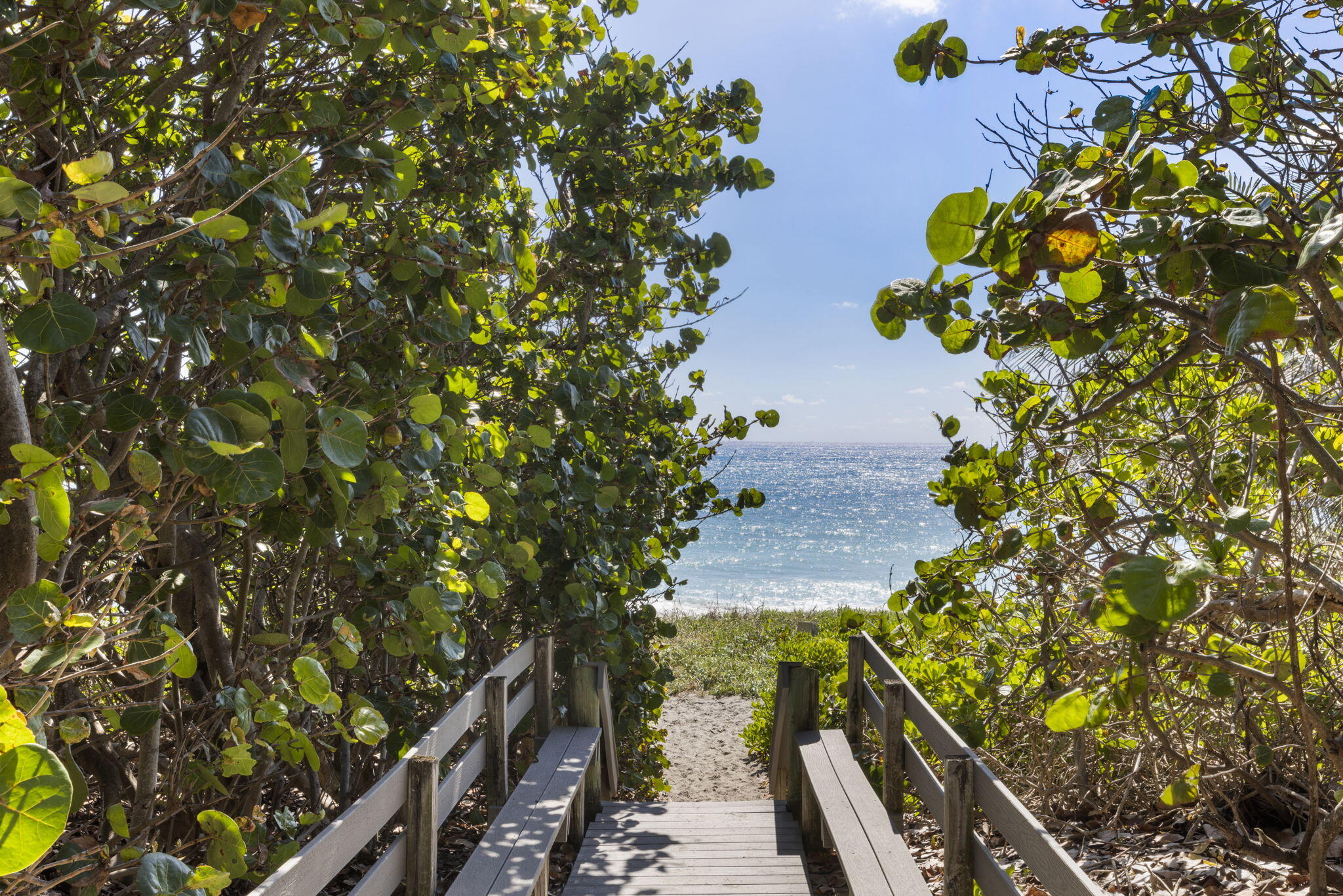 462 Ocean Ridge Way Juno Beach, FL 33408 - Photo 54 of 74 a view of a tree with a plant