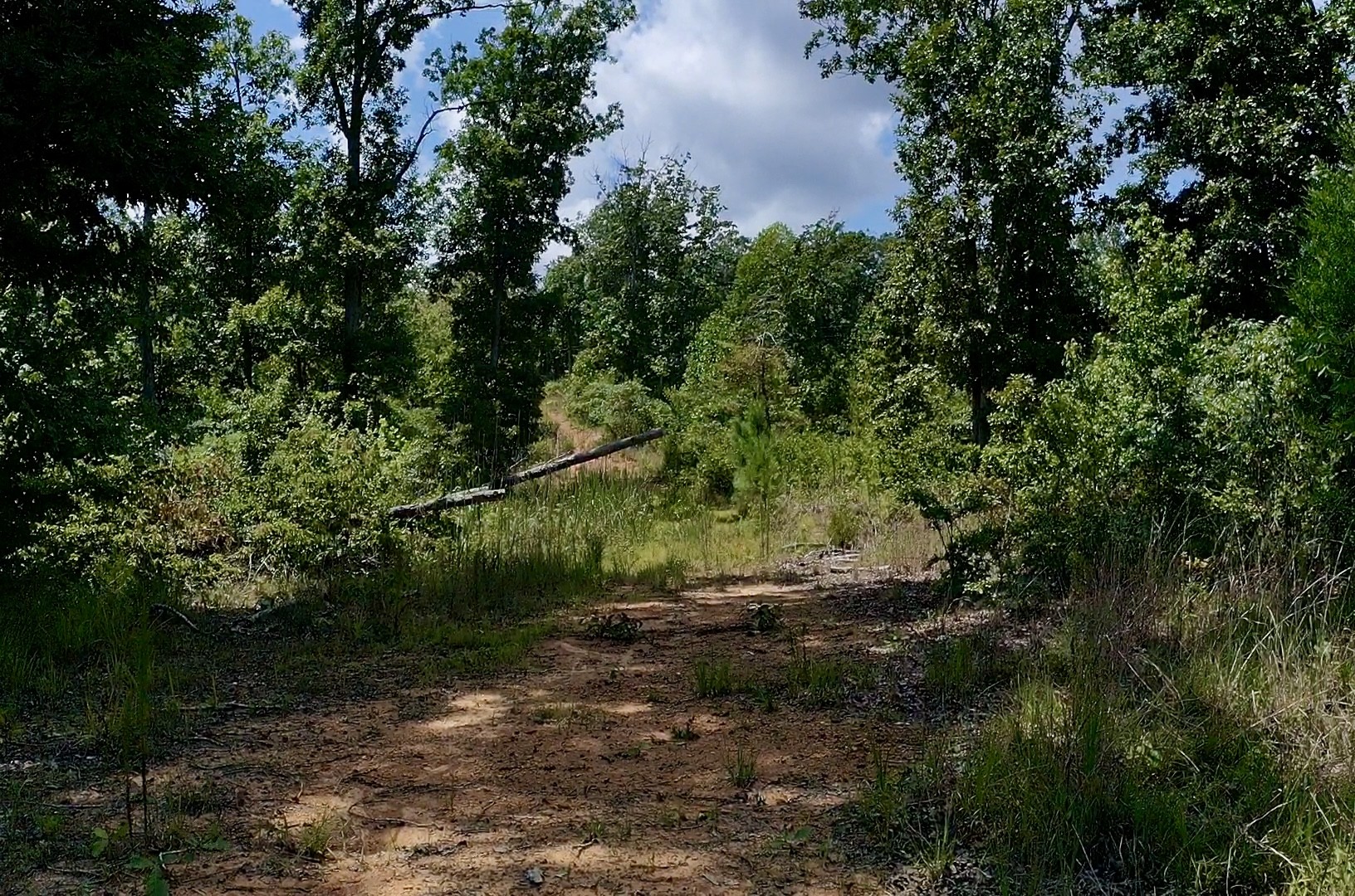 0 Mouse Tail Road Parsons, TN 38363 - Photo 12 of 21