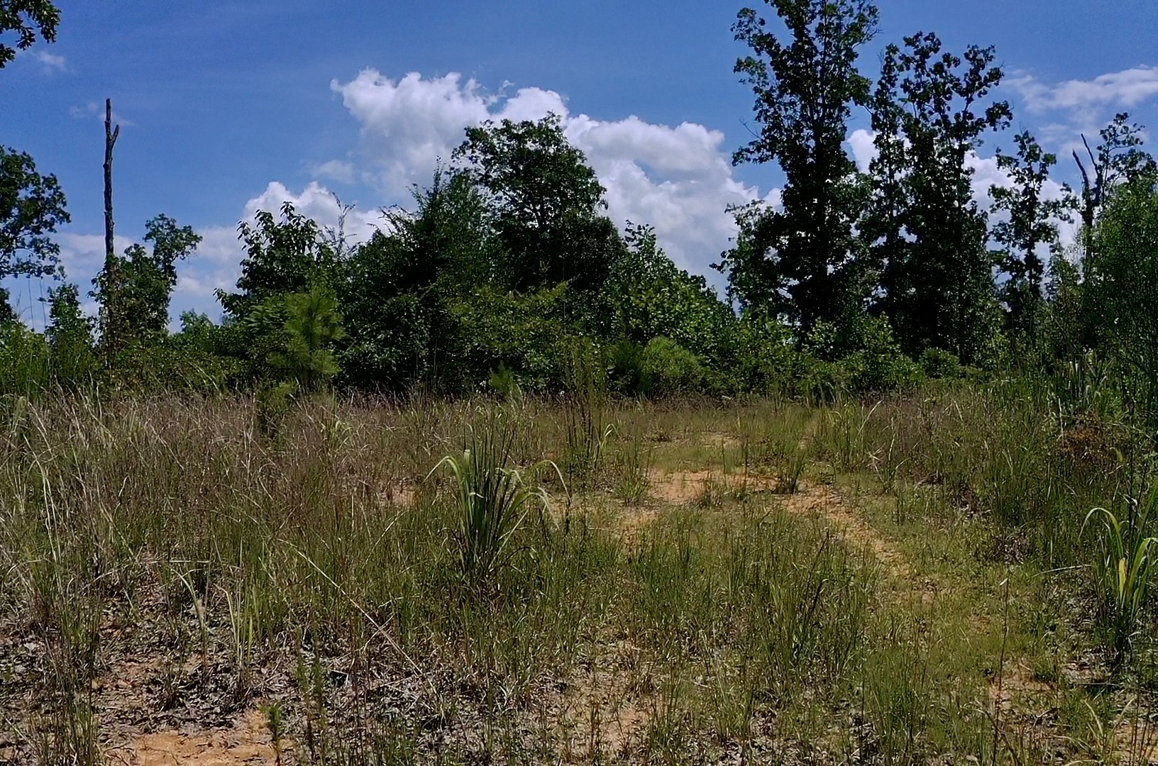 0 Mouse Tail Road Parsons, TN 38363 - Photo 13 of 21