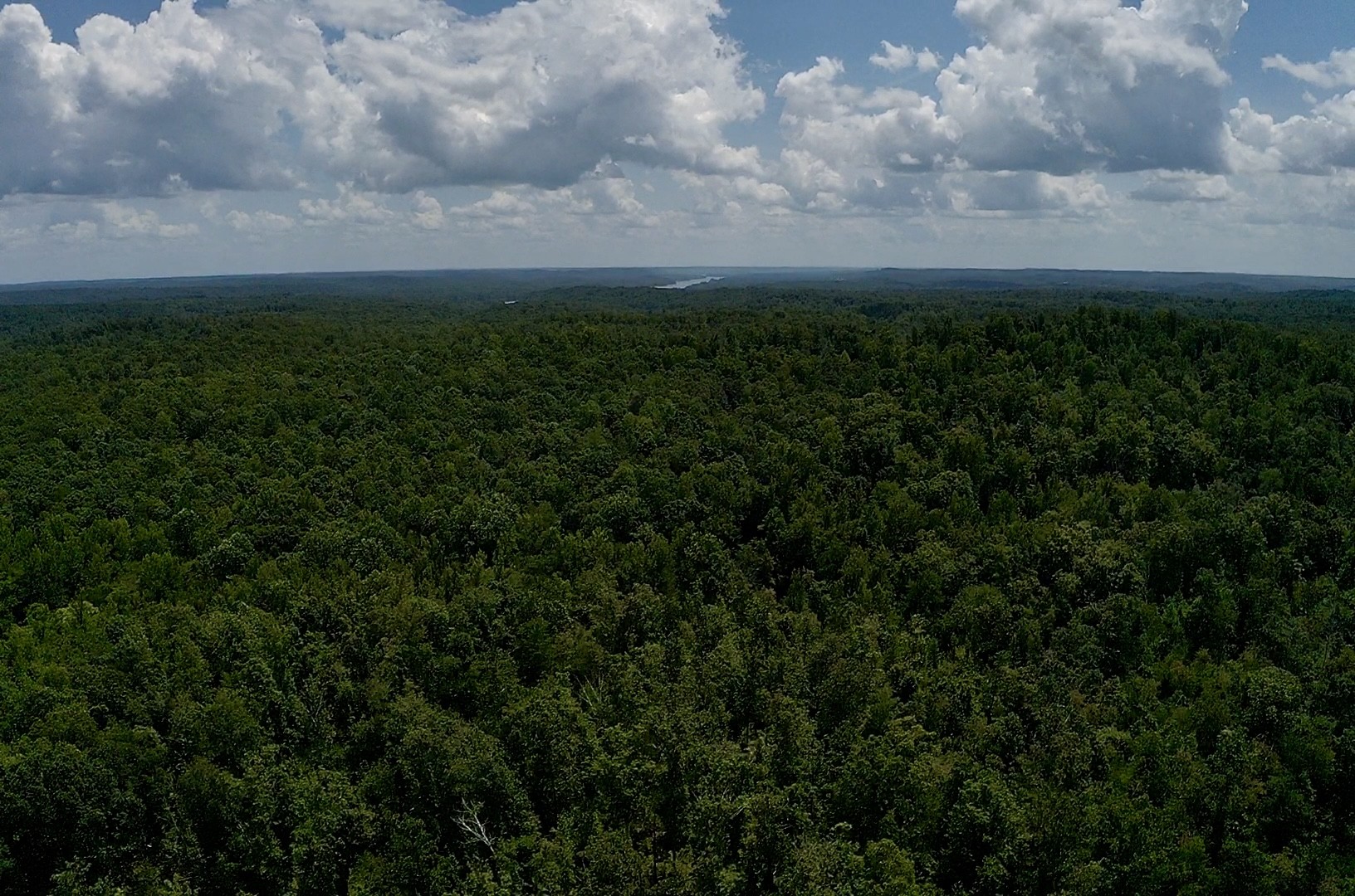 0 Mouse Tail Road Parsons, TN 38363 - Photo 14 of 21