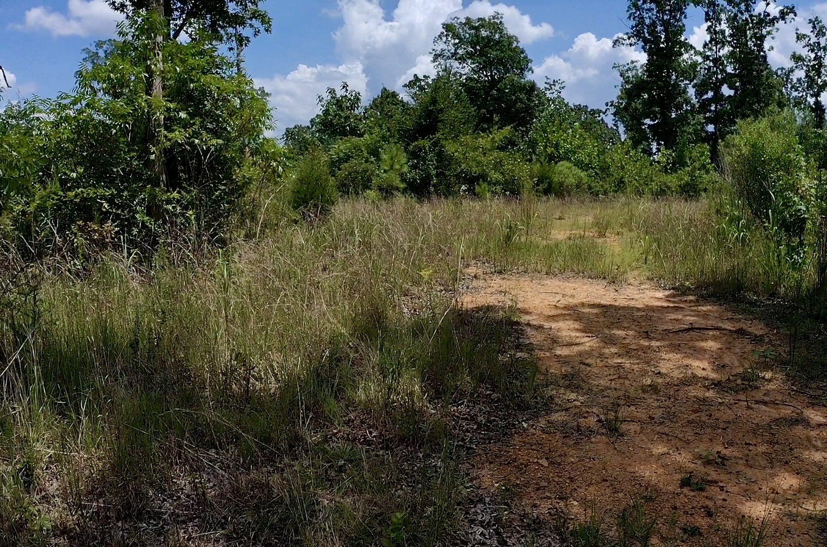 0 Mouse Tail Road Parsons, TN 38363 - Photo 16 of 21