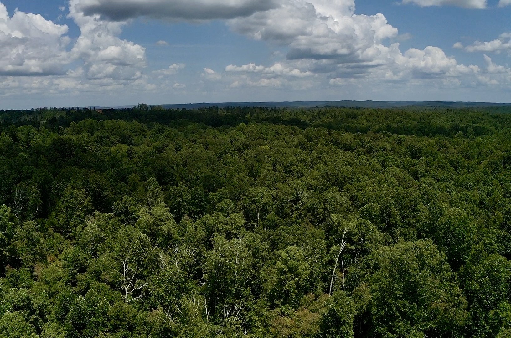 0 Mouse Tail Road Parsons, TN 38363 - Photo 18 of 21