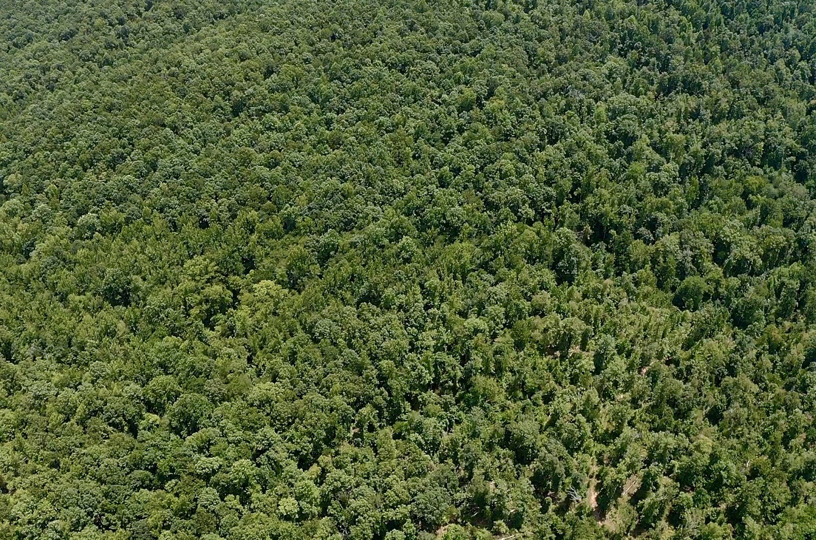 0 Mouse Tail Road Parsons, TN 38363 - Photo 20 of 21