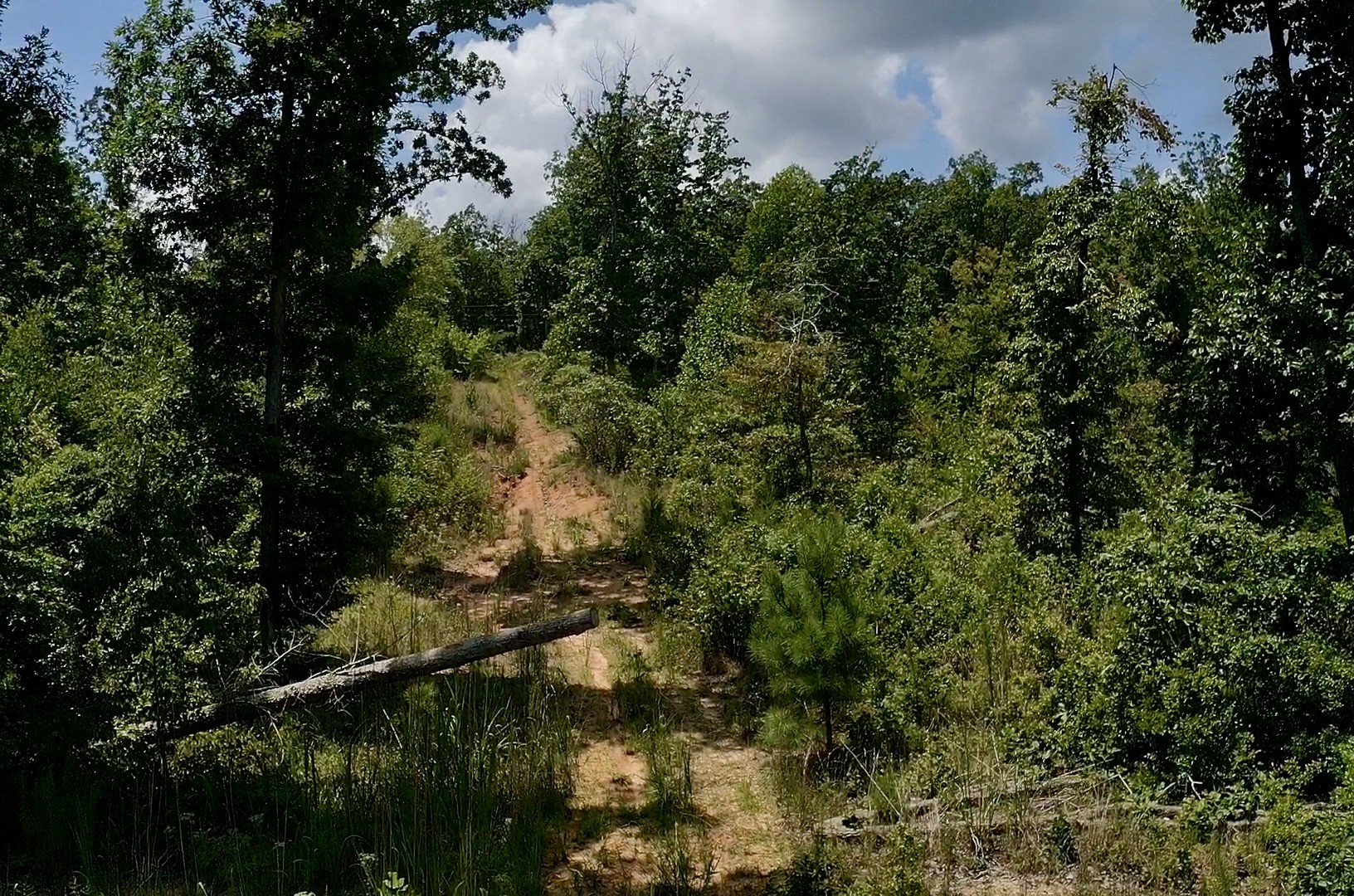 0 Mouse Tail Road Parsons, TN 38363 - Photo 7 of 21