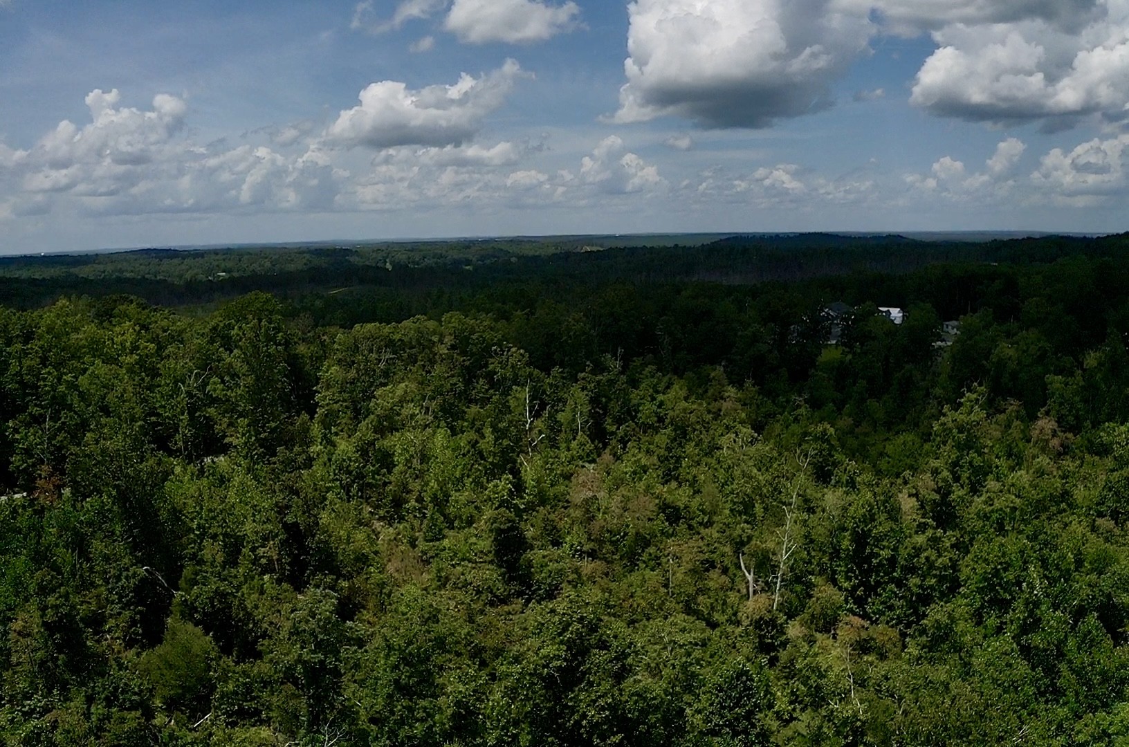 0 Mouse Tail Road Parsons, TN 38363 - Photo 8 of 21