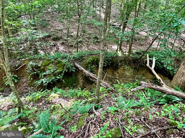 a view of a forest with trees