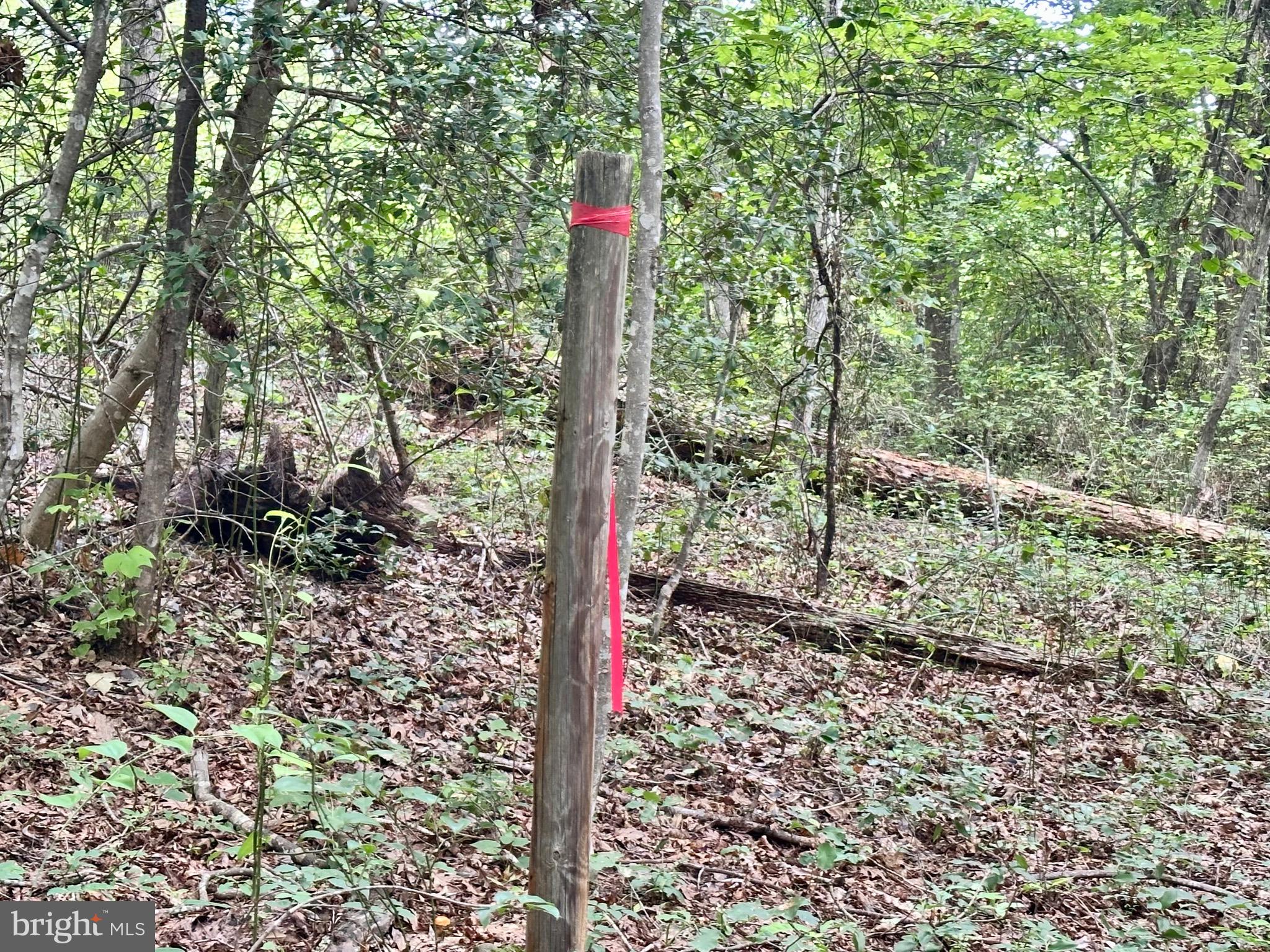6-22a Black Hill Road Rixeyville, VA 22737 - Photo 12 of 18 a view of a forest with trees