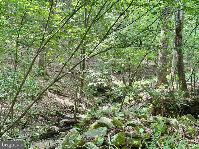 a view of a forest that has large trees