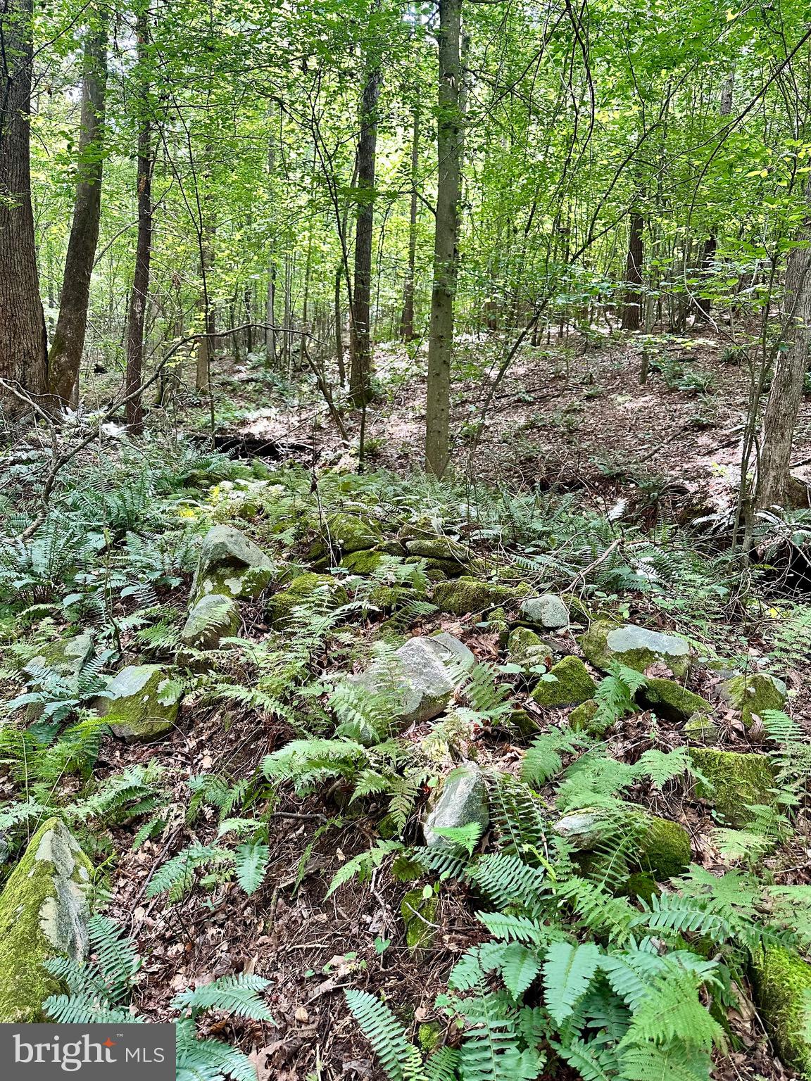 6-22a Black Hill Road Rixeyville, VA 22737 - Photo 10 of 18 a view of a forest that has large trees